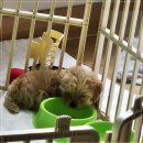 베이비 몽 | 인천 청라에서 강아지분양 고민하다 결국 베이비몽 청라점 다녀온 후기