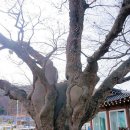 느티나무마을