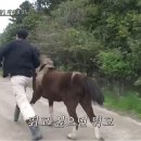 백마