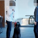 (자격증)반려동물행동교정사 이미지