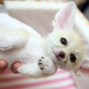 여우요가 이미지