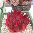 구미농장 이미지