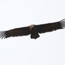 유영목장 이미지