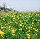 낙동강관리본부 대저생태공원 2 이미지