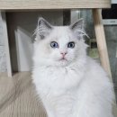 달래캐터리 이미지