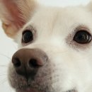 뚱이네떡볶이 이미지