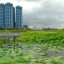 낙동강변7 이미지