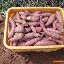 창대농장 이미지