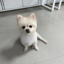 (주)쿨펫 이미지