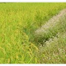 황금물결 농장 이미지