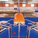 돼지우리 이미지