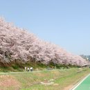 양재천 수변무대2 | 양재천 벚꽃 축제 데이트코스 개화시기 추천 후기!
