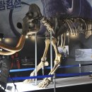 맘모스 이미지