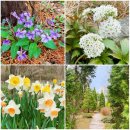 푸른수목원 | 푸른수목원 봄꽃 구경