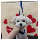 굿데이멍 이미지