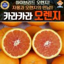 오렌지 이미지