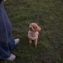 케렌시아사우나 | [경주 보문 카페 추천] 케렌시아 - 애견 동반 카페(강쥐 운동장 有)