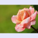 곡성-014 이미지