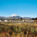 STAY PET SHOP 이미지