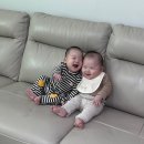 브뤼셀프라이 이미지