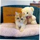 펫캐슬 강아지고양이분양 애견샵 양주옥정점 | 의정부 애견샵에서 건강한 가족을 만나다!