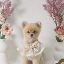 마이미미 반려견미용실 | 평택 고덕 마이미미 반려견미용실 포메 뽀또 곰돌이컷 배넷미용