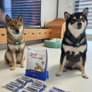 알파덴탈 | 강아지덴탈껌 오랄벳 덴탈츄 솔직 후기 🐶