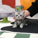 부산고양이분양 미유펫 이미지