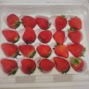 소다팜 | 딸기 추천 "달콤팜 설향 딸기" 후기