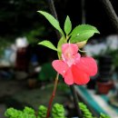 봉숭아물 물들이다 이미지