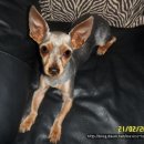 강아지가정부 이미지