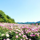 곡성-259 | [임실 여행] 옥정호 작약 꽃밭 붕어 섬 생태공원 입장료, 방문 후기