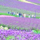 신안 퍼플섬 라벤더축제 :전국 1위, 2000만 송이 보랏빛 꽃&#34; 전국 최대 규모 라벤더 축제 이미지