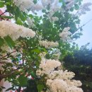 아야진약국 이미지