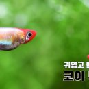 헬로아쿠아