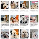 ✂️ 사랑둥이들이 짠! 12살 베테랑 '뽀샤' &amp; 2살 귀요미 '룽지'의 실습 모델견 무료 미용 후기 🐾✨