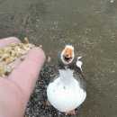 행복오리 이미지