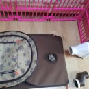 바둑이펫 이미지