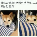 개귀여워 이미지