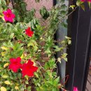 플라워민박 이미지