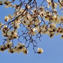 목 련 화 (木蓮花) (나 아름답게 살아가리라) 이미지