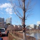 잼난하루 였습니다(아보리스트) arborist 이미지