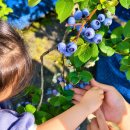 (주)아이어스 | [경기/용인] 용인 아이와 가볼만한곳 추천! 블루베리 따고 동물 먹이주기까지 가능한 헤븐온어스 후기
