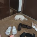 쏭쓰펫살롱 이미지