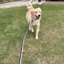 뽀삐애견 이미지