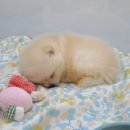 디자인바이펫 이미지