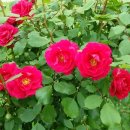 장미파크 이미지