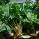 강림면382 이미지