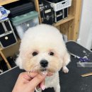 퍼피얌 그루밍 이미지