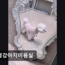 한결강아지미용실 이미지